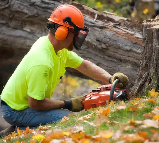 tree services Kensington